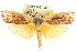  ( - CCDB-15751-B09)  @13 [ ] CreativeCommons - Attribution (2011) ANIC/CBG Photography Group Centre for Biodiversity Genomics