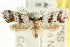 ( - CCDB-15751-F08)  @13 [ ] CreativeCommons - Attribution (2011) ANIC/CBG Photography Group Centre for Biodiversity Genomics