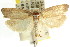  ( - CCDB-15751-H06)  @13 [ ] CreativeCommons - Attribution (2011) ANIC/CBG Photography Group Centre for Biodiversity Genomics
