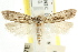  ( - CCDB-15751-H09)  @12 [ ] CreativeCommons - Attribution (2011) ANIC/CBG Photography Group Centre for Biodiversity Genomics