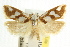  ( - CCDB-15752-B07)  @11 [ ] CreativeCommons - Attribution (2011) ANIC/CBG Photography Group Centre for Biodiversity Genomics