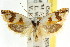  ( - CCDB-15752-B10)  @11 [ ] CreativeCommons - Attribution (2011) ANIC/CBG Photography Group Centre for Biodiversity Genomics