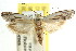  ( - CCDB-15752-B12)  @11 [ ] CreativeCommons - Attribution (2011) ANIC/CBG Photography Group Centre for Biodiversity Genomics
