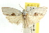  ( - CCDB-15752-C05)  @11 [ ] CreativeCommons - Attribution (2011) ANIC/CBG Photography Group Centre for Biodiversity Genomics