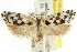  ( - CCDB-15752-D11)  @11 [ ] CreativeCommons - Attribution (2011) ANIC/CBG Photography Group Centre for Biodiversity Genomics