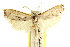  ( - CCDB-15752-E08)  @11 [ ] CreativeCommons - Attribution (2011) ANIC/CBG Photography Group Centre for Biodiversity Genomics