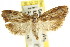  ( - CCDB-15752-F01)  @11 [ ] CreativeCommons - Attribution (2011) ANIC/CBG Photography Group Centre for Biodiversity Genomics