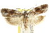  ( - CCDB-15752-F02)  @11 [ ] CreativeCommons - Attribution (2011) ANIC/CBG Photography Group Centre for Biodiversity Genomics