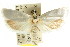  ( - CCDB-15752-G08)  @11 [ ] CreativeCommons - Attribution (2011) ANIC/CBG Photography Group Centre for Biodiversity Genomics
