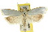  ( - CCDB-15752-G11)  @11 [ ] CreativeCommons - Attribution (2011) ANIC/CBG Photography Group Centre for Biodiversity Genomics