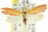  ( - CCDB-15754-G02)  @12 [ ] CreativeCommons - Attribution (2011) ANIC/CBG Photography Group Centre for Biodiversity Genomics