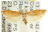  ( - CCDB-15754-G04)  @11 [ ] CreativeCommons - Attribution (2011) ANIC/CBG Photography Group Centre for Biodiversity Genomics