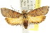  ( - CCDB-15754-H01)  @13 [ ] CreativeCommons - Attribution (2011) ANIC/CBG Photography Group Centre for Biodiversity Genomics