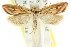  (Eochrois phoenopis - CCDB-15755-E04)  @13 [ ] CreativeCommons - Attribution (2011) ANIC/CBG Photography Group Centre for Biodiversity Genomics