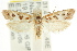  ( - CCDB-15755-E08)  @13 [ ] CreativeCommons - Attribution (2011) ANIC/CBG Photography Group Centre for Biodiversity Genomics
