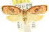  ( - CCDB-15755-E12)  @11 [ ] CreativeCommons - Attribution (2011) ANIC/CBG Photography Group Centre for Biodiversity Genomics
