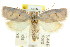  ( - CCDB-15755-H06)  @14 [ ] CreativeCommons - Attribution (2011) ANIC/CBG Photography Group Centre for Biodiversity Genomics