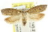  ( - CCDB-15755-H08)  @11 [ ] CreativeCommons - Attribution (2011) ANIC/CBG Photography Group Centre for Biodiversity Genomics