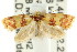  ( - CCDB-15757-F05)  @13 [ ] CreativeCommons - Attribution (2011) ANIC/CBG Photography Group Centre for Biodiversity Genomics