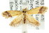  ( - CCDB-15757-H01)  @11 [ ] CreativeCommons - Attribution (2011) ANIC/CBG Photography Group Centre for Biodiversity Genomics