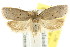  (Brachynemata - CCDB-15758-B02)  @15 [ ] CreativeCommons - Attribution (2011) ANIC/CBG Photography Group Centre for Biodiversity Genomics