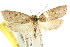  (Stictochila - CCDB-15758-B03)  @15 [ ] CreativeCommons - Attribution (2011) ANIC/CBG Photography Group Centre for Biodiversity Genomics