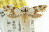  ( - CCDB-15759-C02)  @12 [ ] CreativeCommons - Attribution (2011) ANIC/CBG Photography Group Centre for Biodiversity Genomics