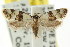  ( - CCDB-15759-C09)  @11 [ ] CreativeCommons - Attribution (2011) ANIC/CBG Photography Group Centre for Biodiversity Genomics