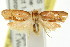  (Hoplomorpha caminodes - CCDB-15759-E06)  @13 [ ] CreativeCommons - Attribution (2011) ANIC/CBG Photography Group Centre for Biodiversity Genomics