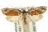  (Hoplomorpha teratopa - CCDB-15759-E12)  @13 [ ] CreativeCommons - Attribution (2011) ANIC/CBG Photography Group Centre for Biodiversity Genomics