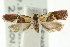  ( - CCDB-15759-F11)  @11 [ ] CreativeCommons - Attribution (2011) ANIC/CBG Photography Group Centre for Biodiversity Genomics