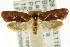  (Scotodryas holocausta - CCDB-15759-G02)  @13 [ ] CreativeCommons - Attribution (2011) ANIC/CBG Photography Group Centre for Biodiversity Genomics