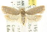  ( - CCDB-15760-B10)  @14 [ ] CreativeCommons - Attribution (2011) ANIC/CBG Photography Group Centre for Biodiversity Genomics