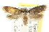  (Psaltriodes sp. ANIC2 - CCDB-15760-F03)  @14 [ ] CreativeCommons - Attribution (2011) ANIC/CBG Photography Group Centre for Biodiversity Genomics