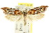  (Deigmoesta sp. ANIC3 - CCDB-15762-A12)  @11 [ ] CreativeCommons - Attribution (2011) ANIC/CBG Photography Group Centre for Biodiversity Genomics