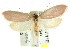  (Wingia - CCDB-15762-F10)  @15 [ ] CreativeCommons - Attribution (2011) ANIC/CBG Photography Group Centre for Biodiversity Genomics