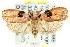  (Platyphylla sp. ANIC1 - CCDB-15762-H02)  @13 [ ] CreativeCommons - Attribution (2011) ANIC/CBG Photography Group Centre for Biodiversity Genomics