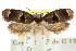  (Acanthodela sp. ANIC1 - CCDB-15763-A01)  @12 [ ] CreativeCommons - Attribution (2011) ANIC/CBG Photography Group Centre for Biodiversity Genomics