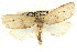  (Euchaetis sp. ANIC10 - CCDB-15763-E03)  @11 [ ] CreativeCommons - Attribution (2011) ANIC/CBG Photography Group Centre for Biodiversity Genomics