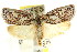  (Euchaetis sp. ANIC32 - CCDB-15764-A07)  @15 [ ] CreativeCommons - Attribution (2011) ANIC/CBG Photography Group Centre for Biodiversity Genomics