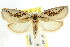  (Euchaetis sp. ANIC34 - CCDB-15764-B08)  @14 [ ] CreativeCommons - Attribution (2011) ANIC/CBG Photography Group Centre for Biodiversity Genomics