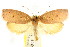  (Heliocausta sp. ANIC1 - CCDB-15765-C10)  @11 [ ] CreativeCommons - Attribution (2011) ANIC/CBG Photography Group Centre for Biodiversity Genomics