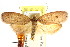  ( - CCDB-15765-D02)  @11 [ ] CreativeCommons - Attribution (2011) ANIC/CBG Photography Group Centre for Biodiversity Genomics