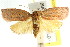  (Heliocausta sp. ANIC3 - CCDB-15765-D07)  @11 [ ] CreativeCommons - Attribution (2011) ANIC/CBG Photography Group Centre for Biodiversity Genomics