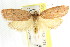  ( - CCDB-15765-D09)  @14 [ ] CreativeCommons - Attribution (2011) ANIC/CBG Photography Group Centre for Biodiversity Genomics