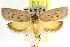  ( - CCDB-15765-D11)  @14 [ ] CreativeCommons - Attribution (2011) ANIC/CBG Photography Group Centre for Biodiversity Genomics