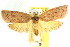  (Heliocausta sp. ANIC7 - CCDB-15765-E02)  @11 [ ] CreativeCommons - Attribution (2011) ANIC/CBG Photography Group Centre for Biodiversity Genomics