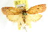  ( - CCDB-15765-E03)  @11 [ ] CreativeCommons - Attribution (2011) ANIC/CBG Photography Group Centre for Biodiversity Genomics