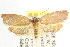  ( - CCDB-15765-E11)  @12 [ ] CreativeCommons - Attribution (2011) ANIC/CBG Photography Group Centre for Biodiversity Genomics