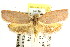  ( - CCDB-15765-F02)  @14 [ ] CreativeCommons - Attribution (2011) ANIC/CBG Photography Group Centre for Biodiversity Genomics